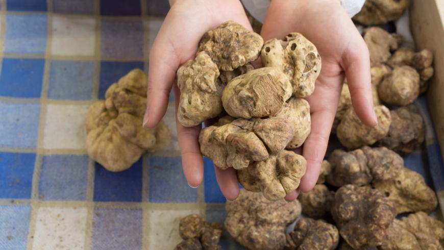 Giornata del tartufo bianco